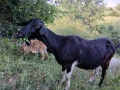 Продавам кози, снимка 2