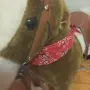 Конче за яздене, снимка 3