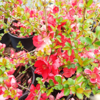 Розова Японска дюля, CHAENOMELES SUPERBA 'PINK TRAIL', снимка 1 - Градински цветя и растения - 39411158