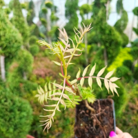 Сорбария, Sorbaria sorbifolia Sem, студоустойчива, снимка 5 - Градински цветя и растения - 44767094
