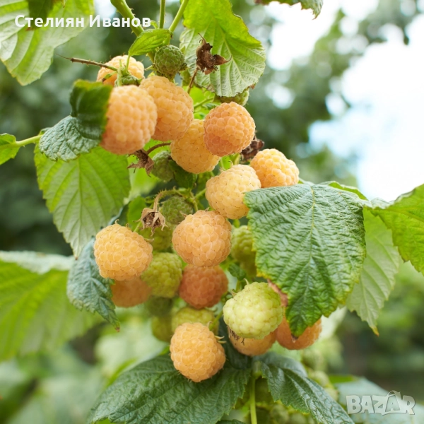 Жълта малина (Golden Queen), снимка 1