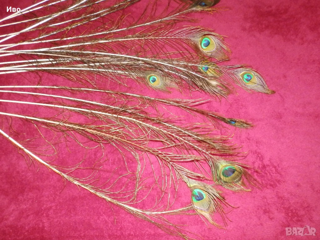 Естествени пера паун, снимка 1