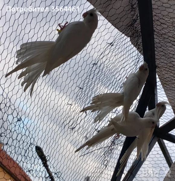 Папагал Корела "Албино"-белолика, снимка 1