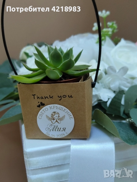 НАМАЛЕНИЕ!!! СУКУЛЕНТИ В ЧАНТИЧКА, снимка 1
