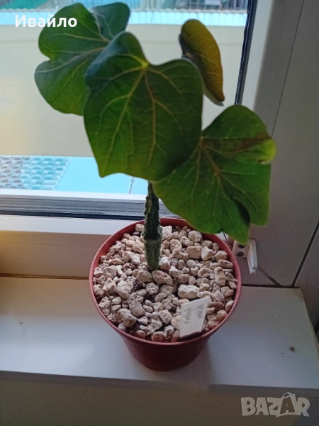 Сукуленти само за ценители, снимка 1