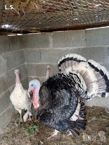 Продавам селски Пуйки , снимка 1