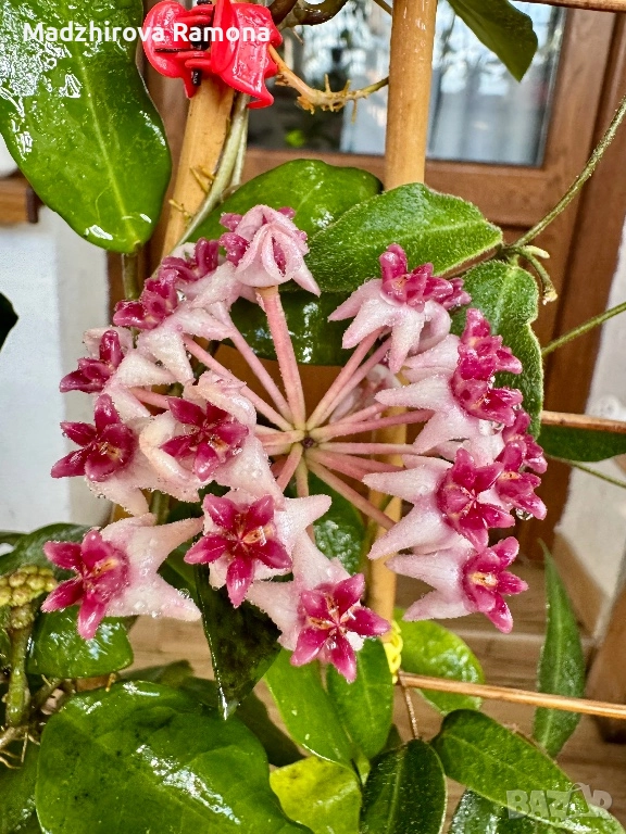 Hoya Patricia , снимка 1