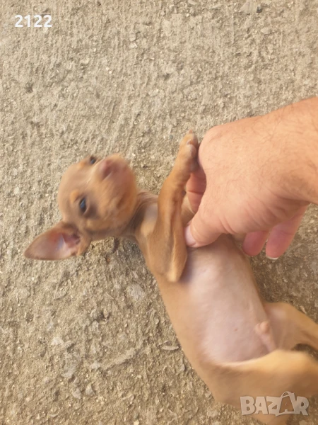 Пинчер, снимка 1