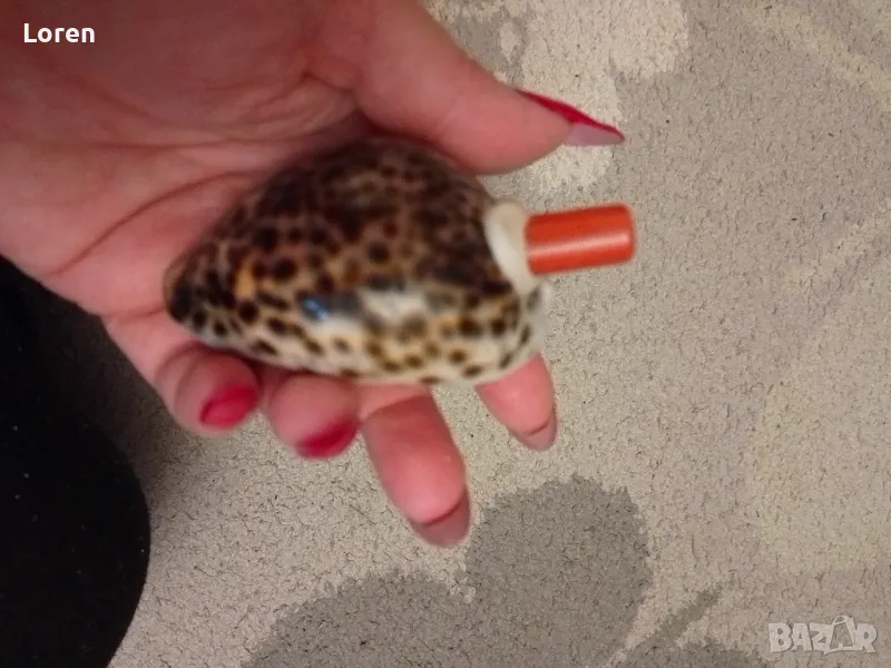 Интересен рапан леопард направен като свирка, снимка 1