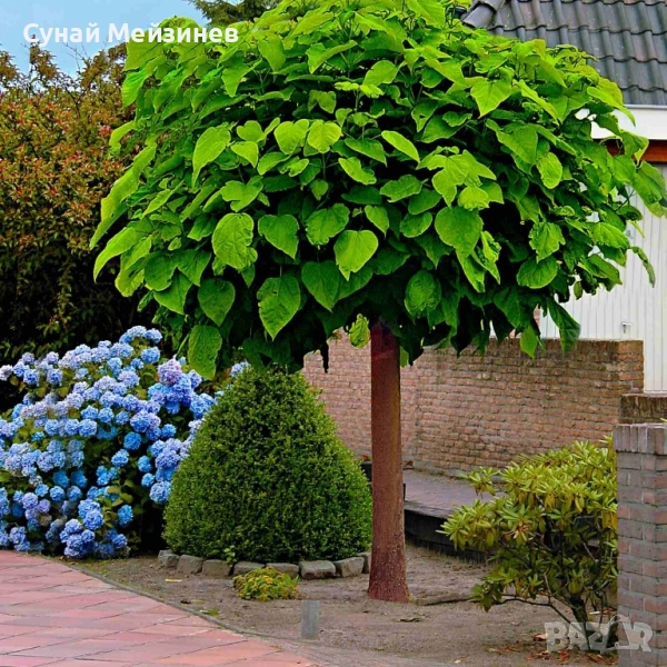 Фиданки от каталпа, снимка 1