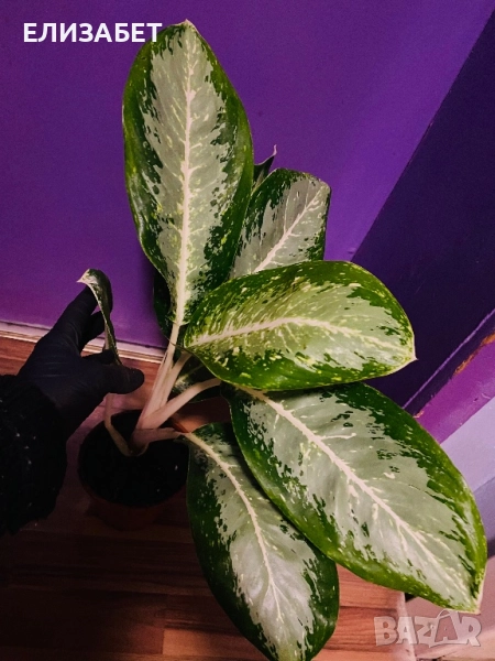 Аглаонема, снимка 1