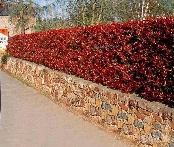 Фотиния Ред Робин, снимка 1