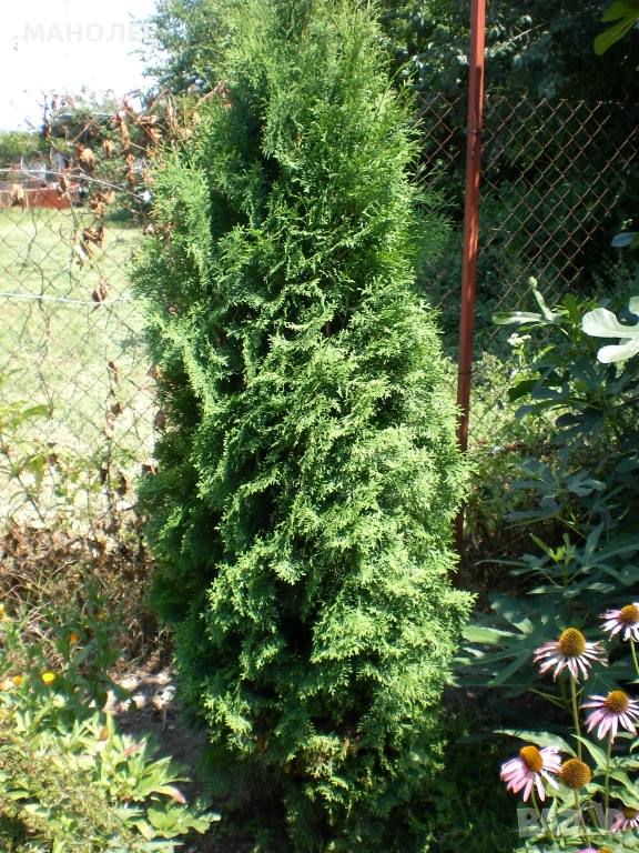 🎁🪻🪻🪻ТУЯ💐💐💐🎁, снимка 1