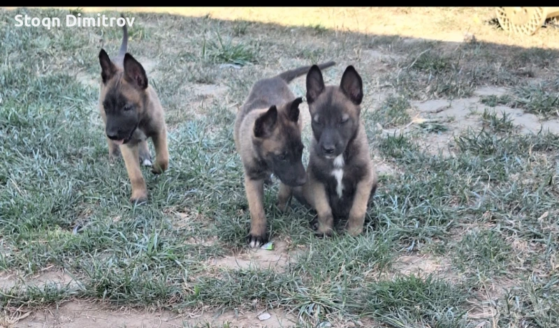 Белгийска овчарка-Малиноа , снимка 1