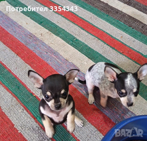 Чихуахуа с паспорт и ваксина 