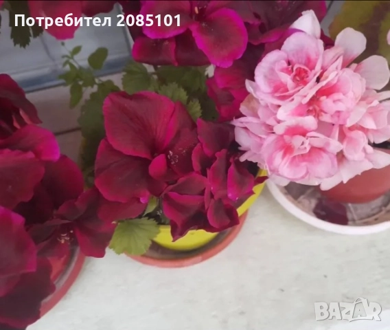 Цветя, снимка 5 - Стайни растения - 52168331