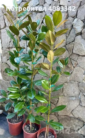 Магнолия грандифлора, снимка 2 - Градински цветя и растения - 49787576