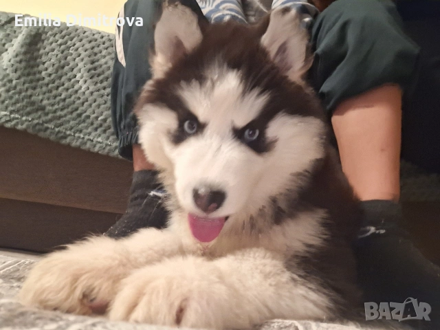 продавам кучета хъски та, снимка 9 - Хъски - 53781247