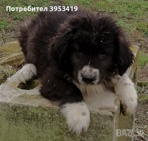 каракачански кученца , снимка 7 - Каракачанска овчарка - 52283861