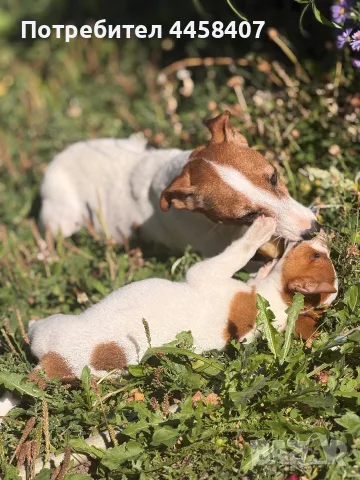 🐶 Продава се чистокръвен Джак Ръсел ❤️, снимка 5 - Джак ръсел териер - 56226393
