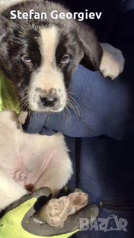 Подаряват се кученца на два месеца, снимка 6 - Каракачанска овчарка - 52944260