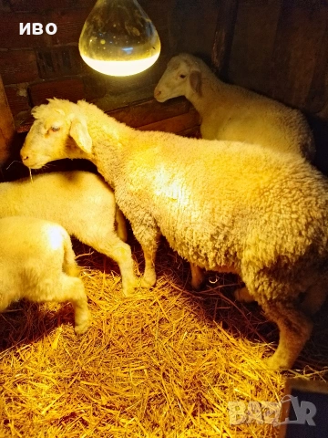 агнета, снимка 2 - За селскостопански - 53477882