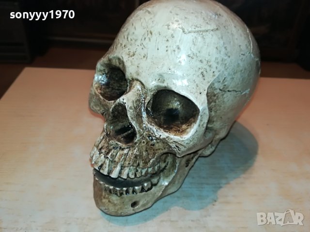 черепа 20х16х14см-антика 0101231028, снимка 8 - Антикварни и старинни предмети - 39153266