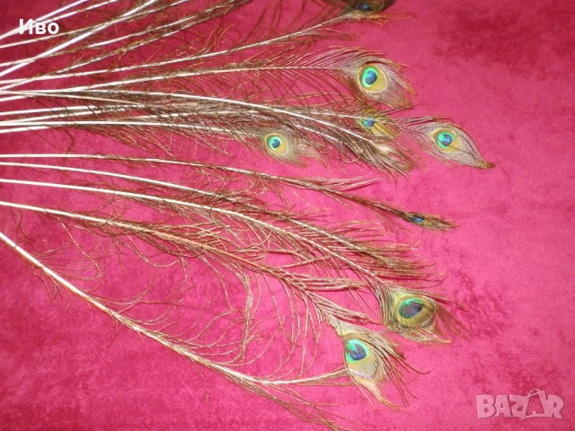 Естествени пера паун