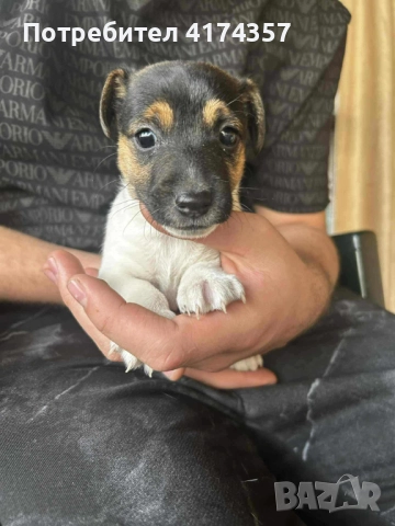 Джак ръсел териер , снимка 5 - Джак ръсел териер - 52822970