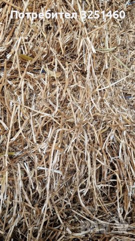 Бали Грах, снимка 7 - Крави - 41513993