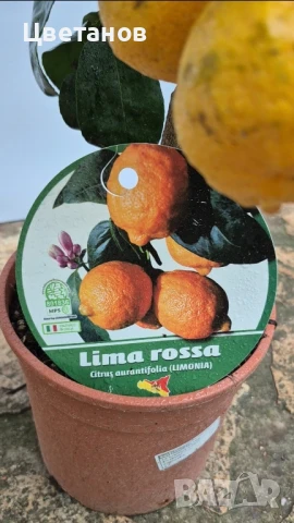 Лимета Лима Роса, снимка 5 - Стайни растения - 51055773