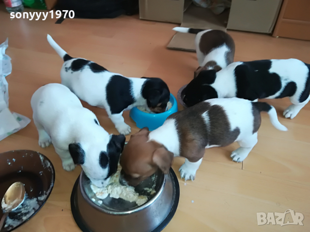 джак ЖЕНСКО КУТРЕ 11 МЕСЕЦА 2803221715