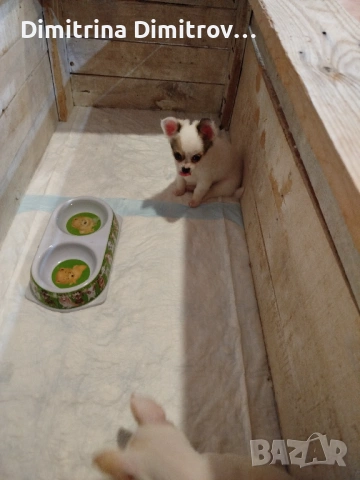 Женски мини чихуахуа, снимка 2 - Чихуахуа - 53622941