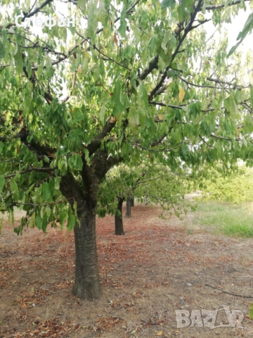 Продавам дворно място / овощна градина в с. Калипетрово, снимка 13 - Земеделска земя - 51641551
