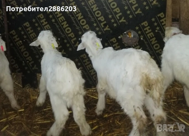 Ярета сукалчета - мъжки и женски, снимка 3 - Кози - 53316032