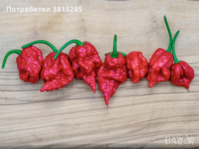 Люти чушки - Carolina Reaper - Каролина Рийпър - Най - лютите чушки, снимка 1 - Домашни продукти - 44778541