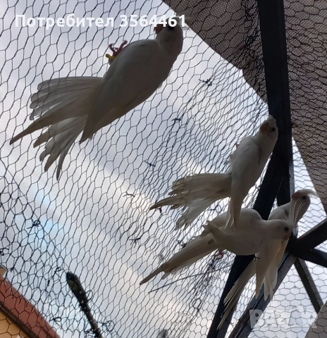 Папагал Корела "Албино"-белолика