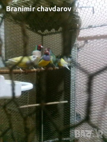 продавам амадини , снимка 2 - Амадини - 51182745