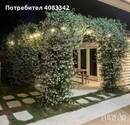 Жасмин Ароматен Студоустойчив, снимка 2 - Градински цветя и растения - 48722658