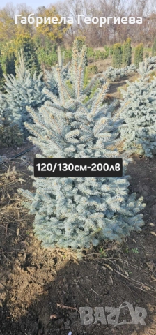 Живи коледни дръвчета (на бала), снимка 4 - Градински цветя и растения - 52648774