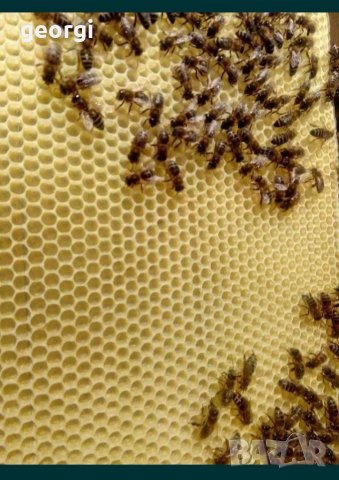 Тежки восъчни основи , снимка 1 - За пчели - 35877915