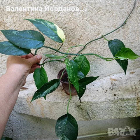 разкошни стайни растения , снимка 5 - Стайни растения - 56140195