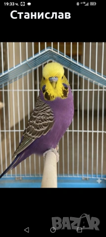 продавам вълнисти папагали, хиликоптери и чачулата амадинка, снимка 10 - Папагали - 53278956