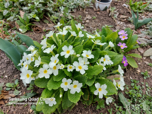 Продавам стари сортове иглики , бяла , розова и лилава, снимка 8 - Градински цветя и растения - 44752179