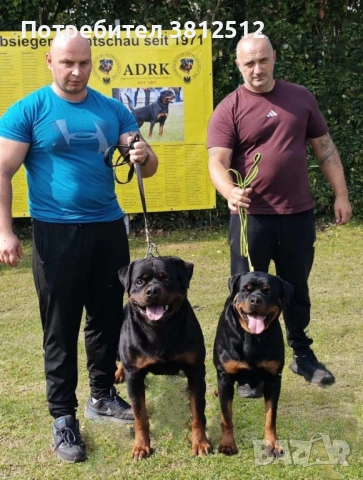 Малки от развъдник Vom house Rilci , снимка 3 - Ротвайлер - 53684490