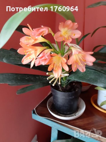 Кливия, снимка 2 - Стайни растения - 41619806