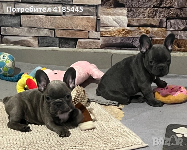 Френски булдог - МЪЖКИ