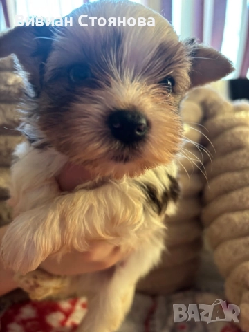 Йорки бивер, снимка 6 - Йоркширски териер - 52586251