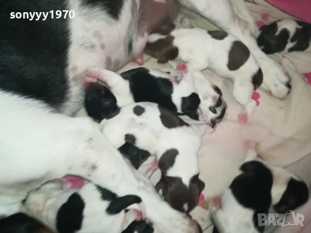 джак ръсел 1308251505, снимка 18 - Джак ръсел териер - 51353459