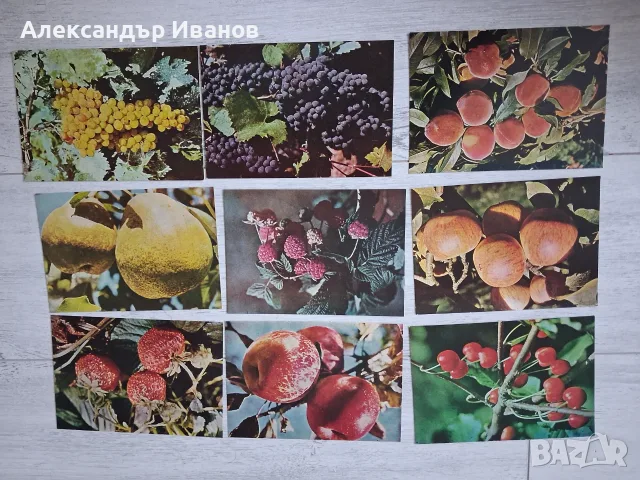 Комплект стари,пощенски картички"Плодове" 1962 г., снимка 3 - Колекции - 55867010